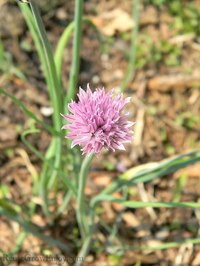 A flowering chive plant