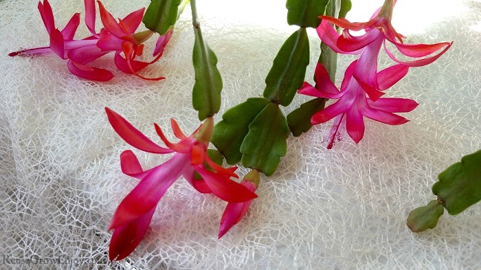 Bright pink flowers on a Christmas cactus.