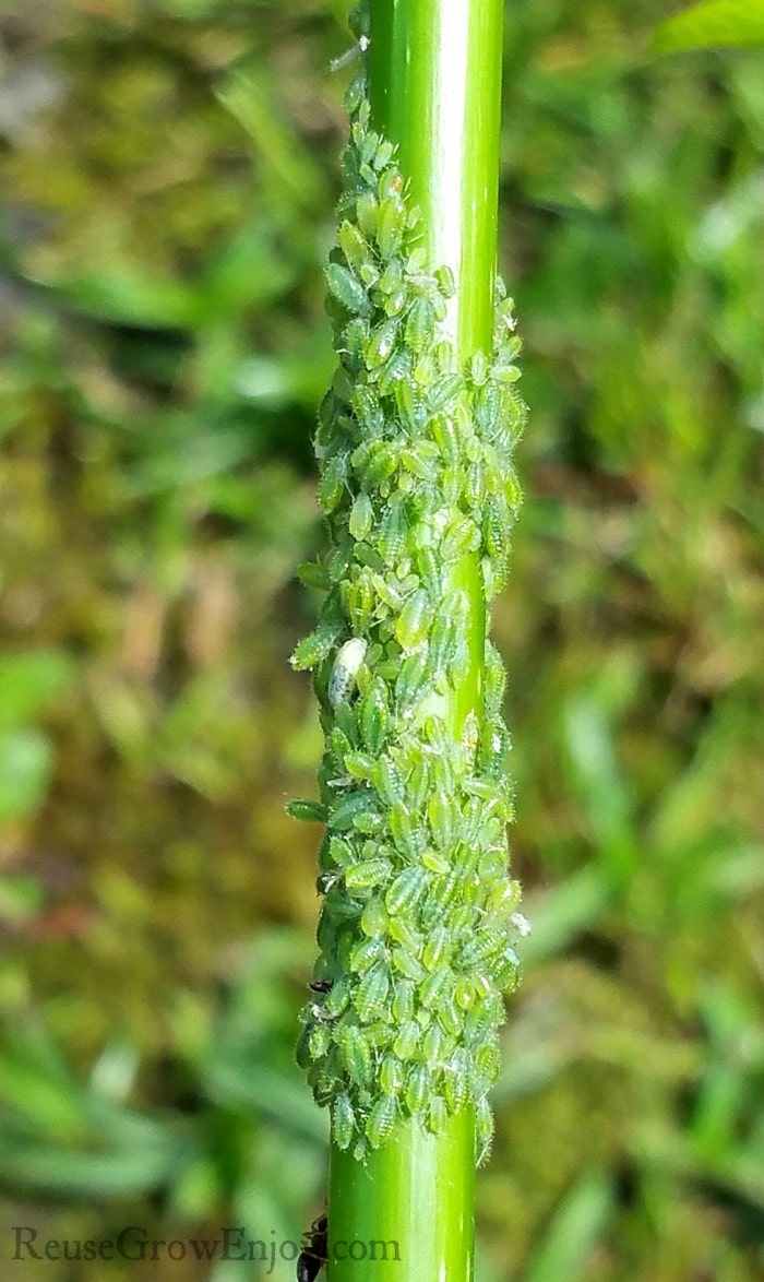 Close up of Aphids on a branch