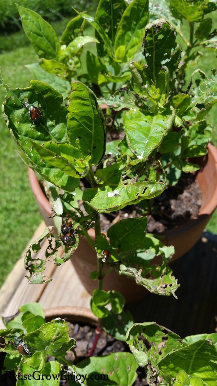 A plant with tons of holes in the leaves with little green left. Few June bugs still on the plant.
