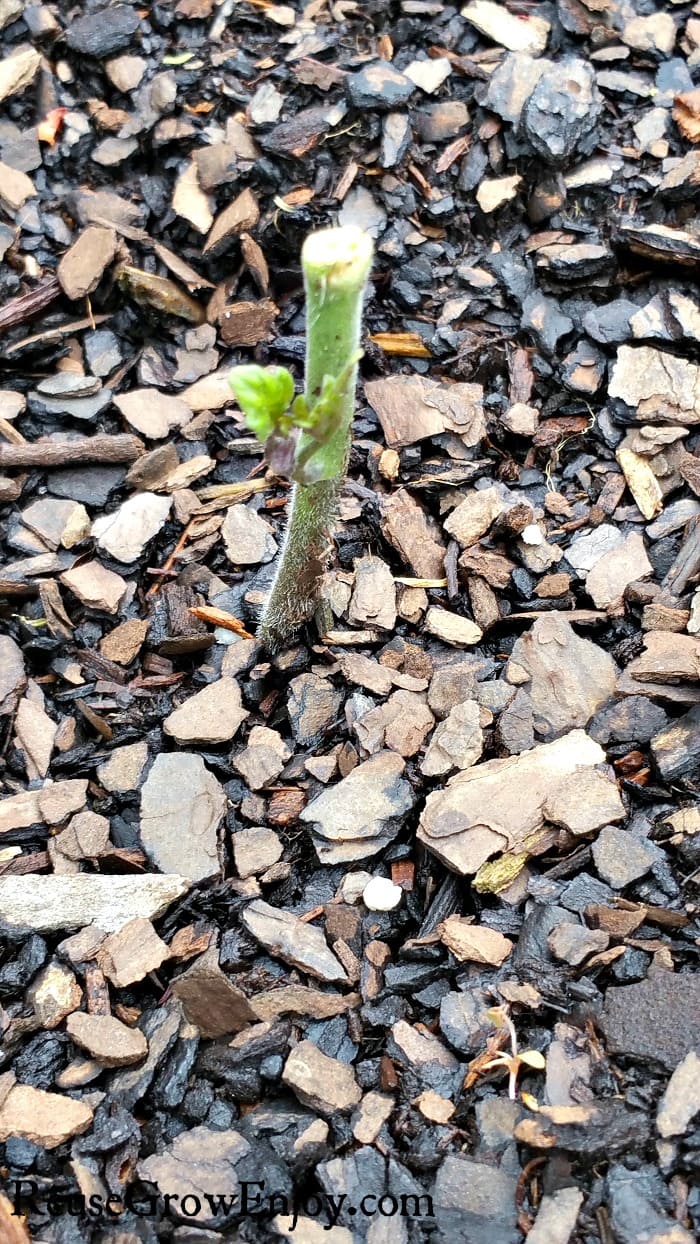 Cut Off Tomato Plant after being hit by frost.