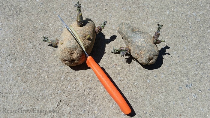 Orange handle knife cutting potatoes that have sprouts on them.