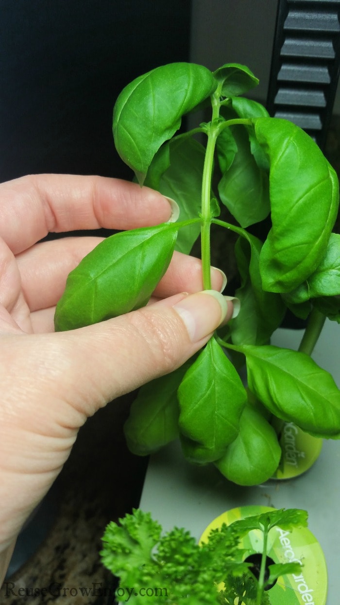 Hand holding basil plant with thumb marking the place on stem to make the cut.