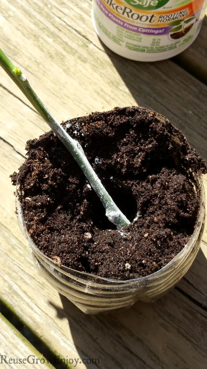 Cutting planting in container