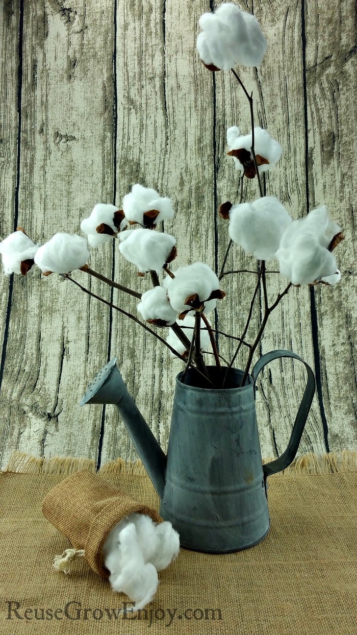 Did you know that making your own farmhouse style cotton stem is super easy and cheap? Click over and I will show you how to make this DIY cotton stem!