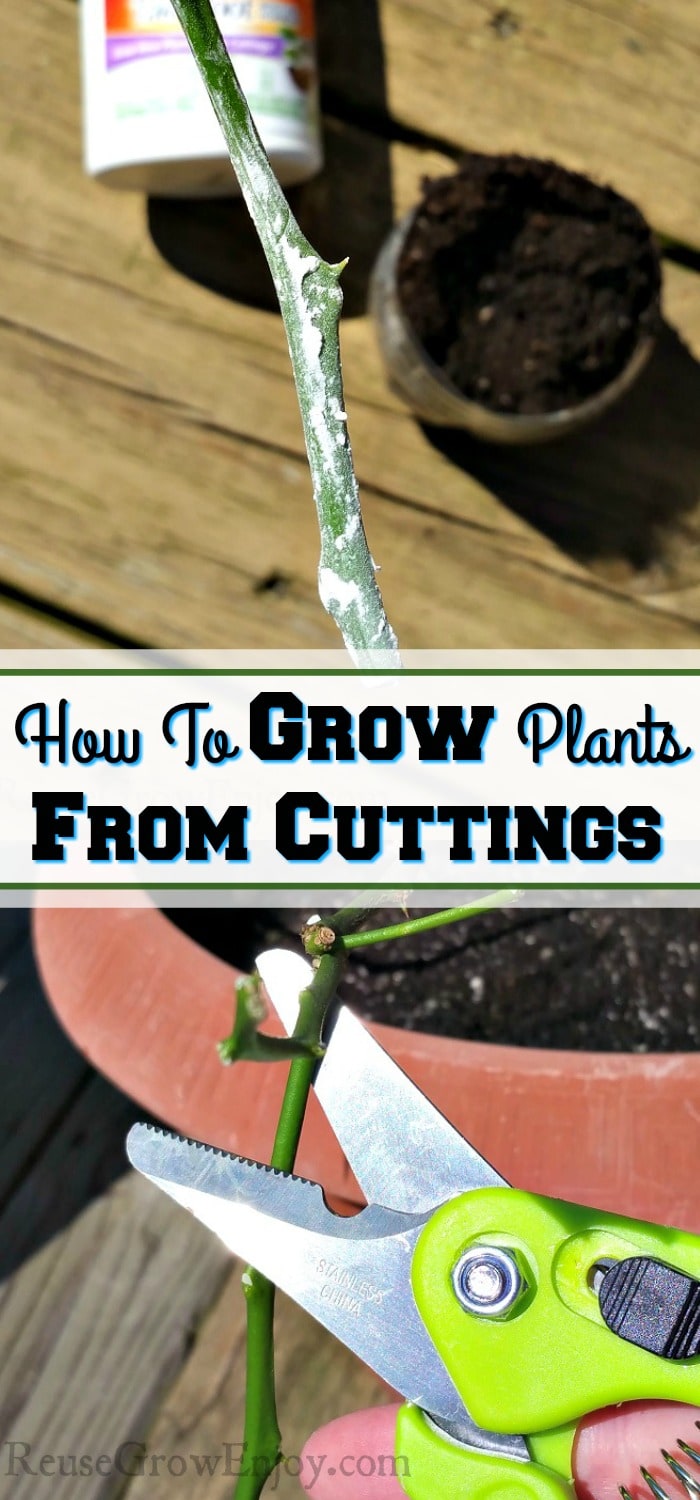 Bottom is cutting being snipped from plant. Top is cutting dipped in growth hormone. Middle is a text overlay that says "How To Grow Plants From Cuttings".