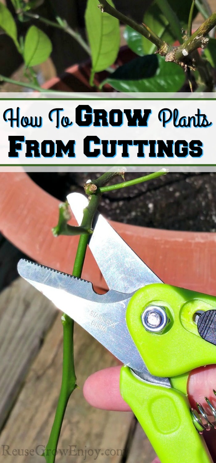Green handle pruning shears cutting a twig off of a plant. Text overlay that says "How To Grow Plants From Cuttings".