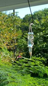 Hummingbird eating from homemade humming bird feeder