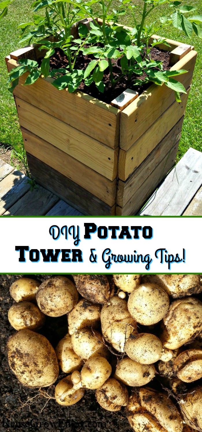 Potato tower with plants growing at the top and fresh potatoes laying in dirt at the bottom. The middle has a text overlay that says "DIY Potato Tower & Growing Tips".