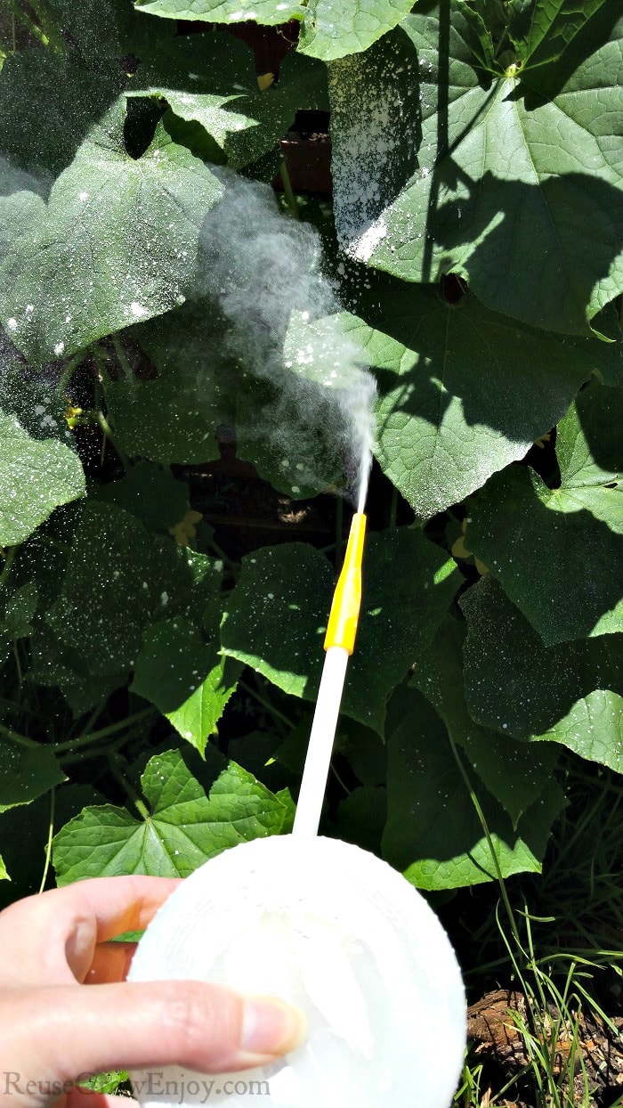 A hand using a powder duster dusting plants with Diatomaceous Earth.