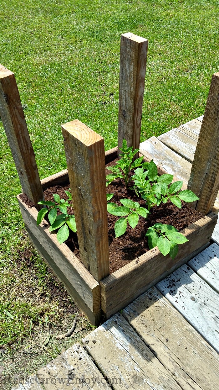 Potato tower with two rows of boards and dirt with plants growing.