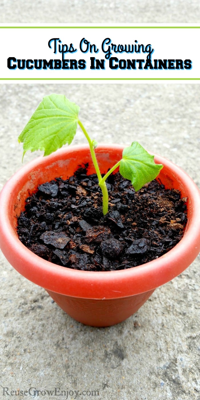 Wanting to grow some fresh cucumbers and don't have much space? Check out these tips on growing cucumbers in containers! You can even do indoors!