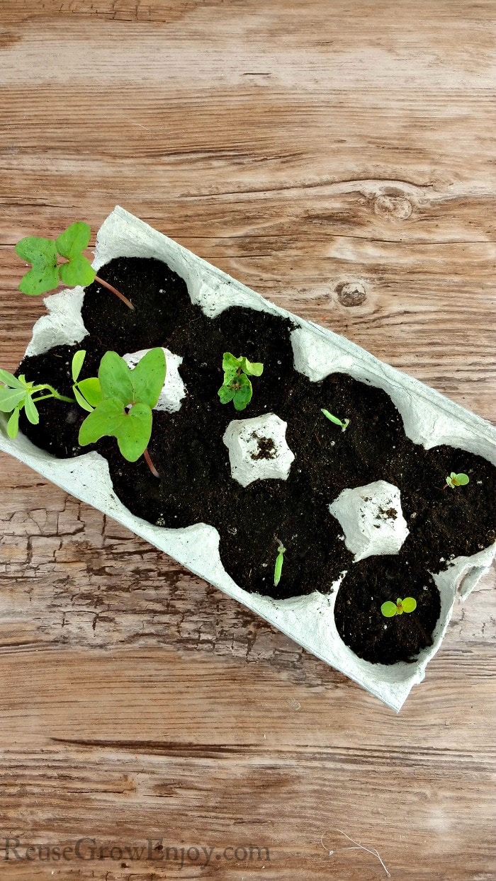 Empty paper egg carton with dirt and plants growing in it.