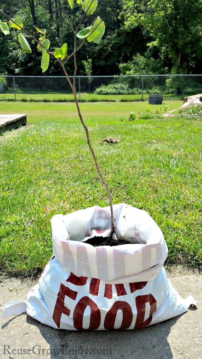 https://reusegrowenjoy.com/wp-content/uploads/Feed-Bag-Tree-Planter.jpg