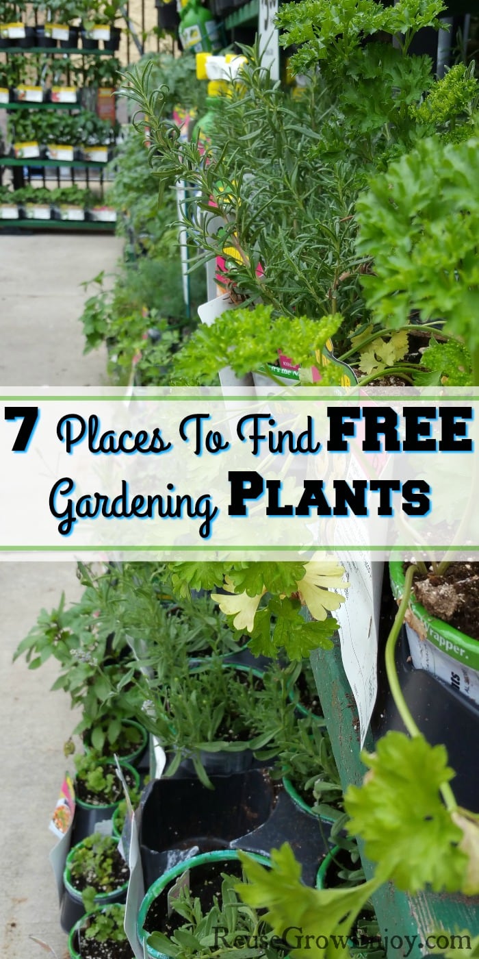 Gardening plants on shelves at a garden center that are just starting to wilt. Text overlay that says "7 Places To Find Free Gardening Plants".