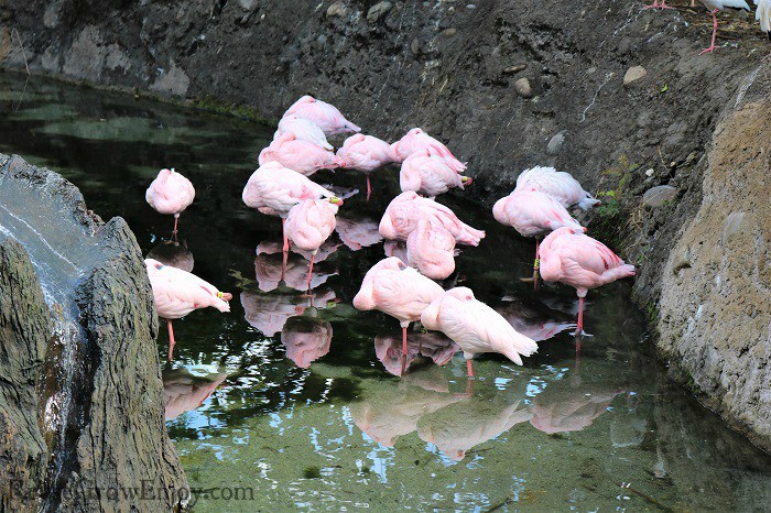 Flamingos are just one type of animal you will see at the park.