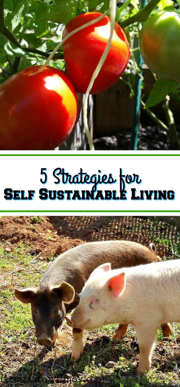 Red and green tomatoes growing at the top and two pigs rooting a garden area at the bottom. In the middle there is a text overlay that says "5 Strategies For Self Sustainable Living".