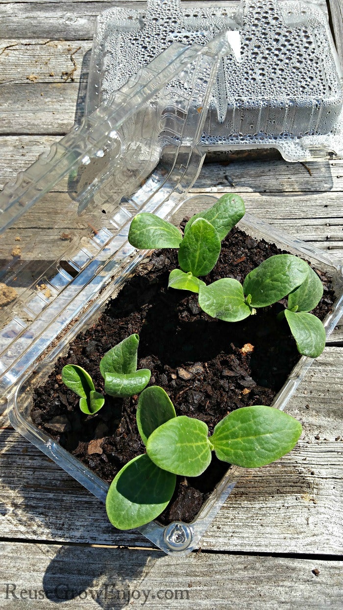 Food Containers As Little Greenhouses with seedlings popping out the top.