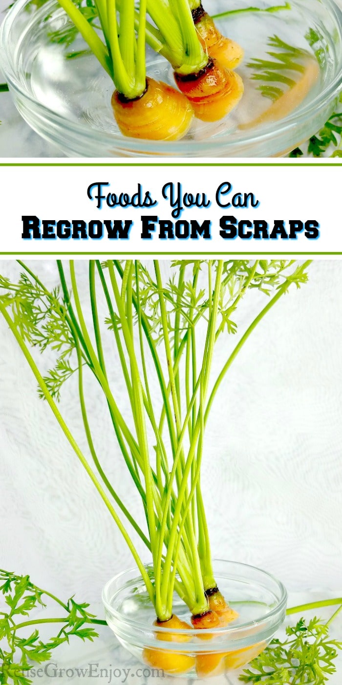 Waste not want not! Did you know that you can go one step further in your kitchen and not just find ways to eat everything up, but also regrow from scraps?