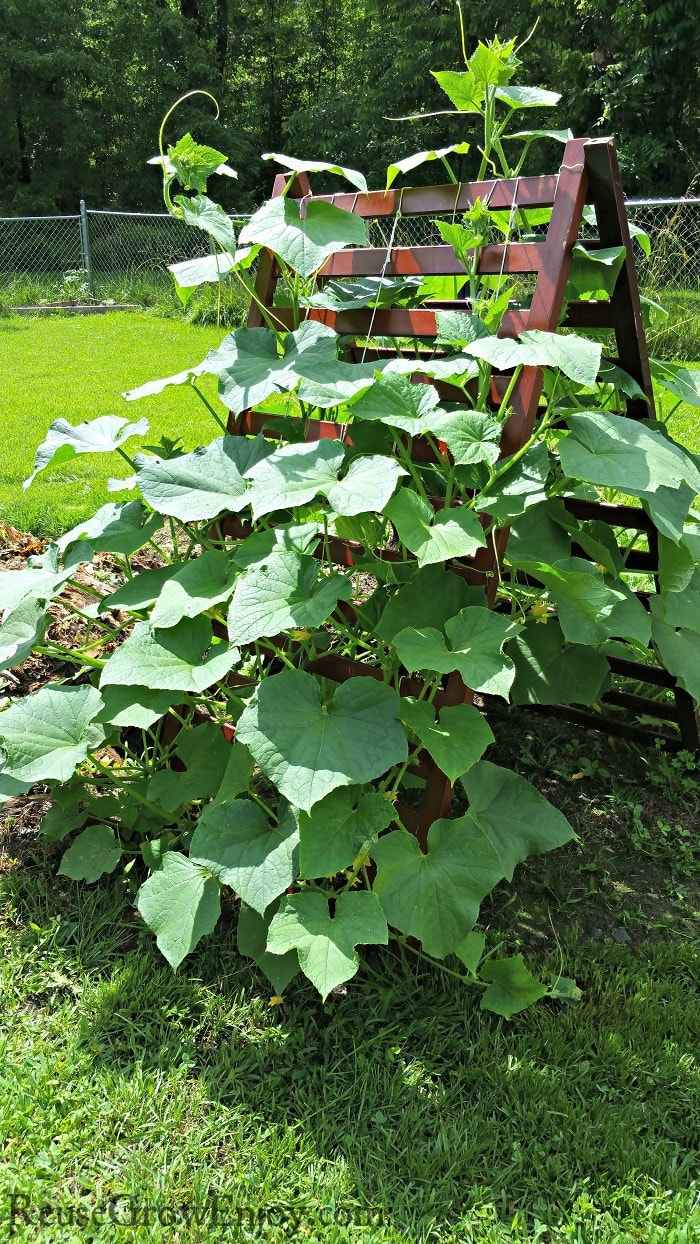 Upcycle Food Containers As Little Greenhouses - Reuse Grow Enjoy