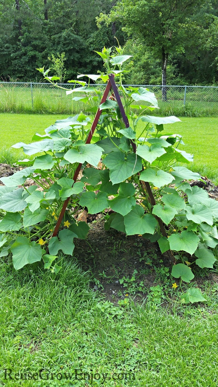 Garden Trellis With Plants growing up both sides