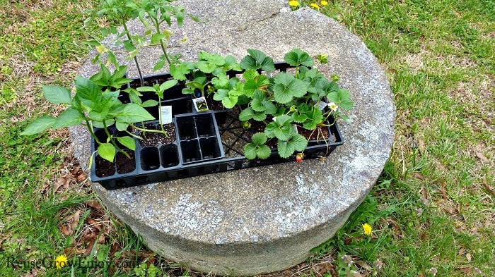 Black flat container holding seedling garden plants that is laying on a well top.