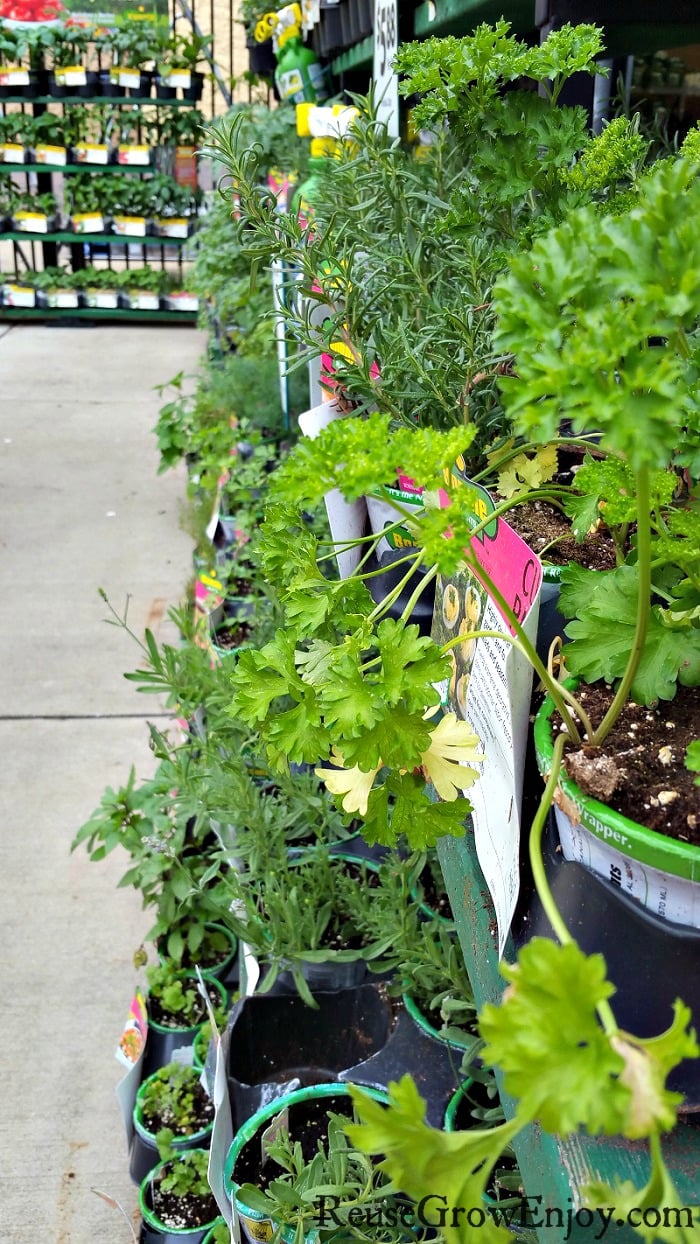 Gardening plants on shelves at a garden center that are just starting to wilt.