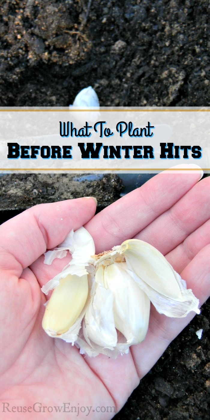 Hand holding dry garlic bulbs, one bulb being planted in the black soil with a small shovel with a text overlay that says "What To Plant Before Winter Hits".