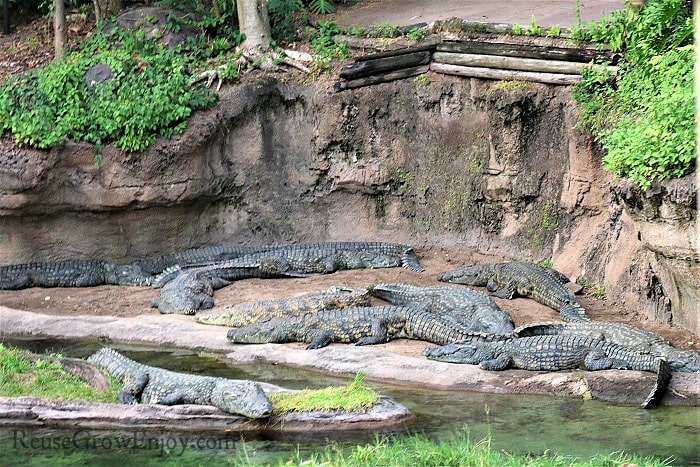 Check out all the crocodiles!