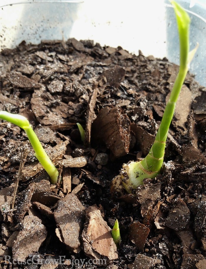 Ginger shoots coming up out of dirt.