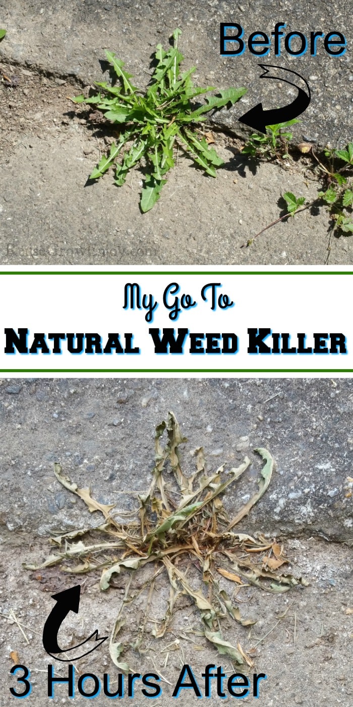 Green weed growing on sidewalk on top. Bottom same weed turning brown. Text overlay in middle says My Go To Natural Weed Killer