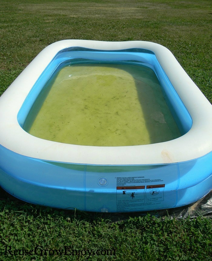 White and blue kids pool with dirty green water.