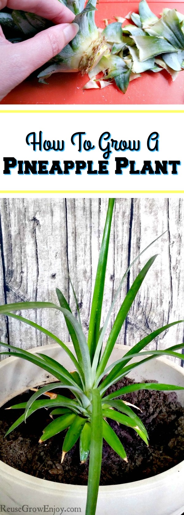 Bottom is a large pineapple plant growing in a pot indoors. The top is a hand plucking off some leaves from a top of a pineapple. In the middle is a text overlay