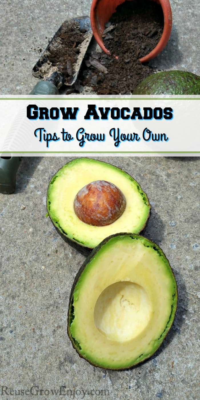 Are you someone that loves avocados? Have you ever wondered if you could grow avocados? You can! I am going to share some tips on how to grow your own!