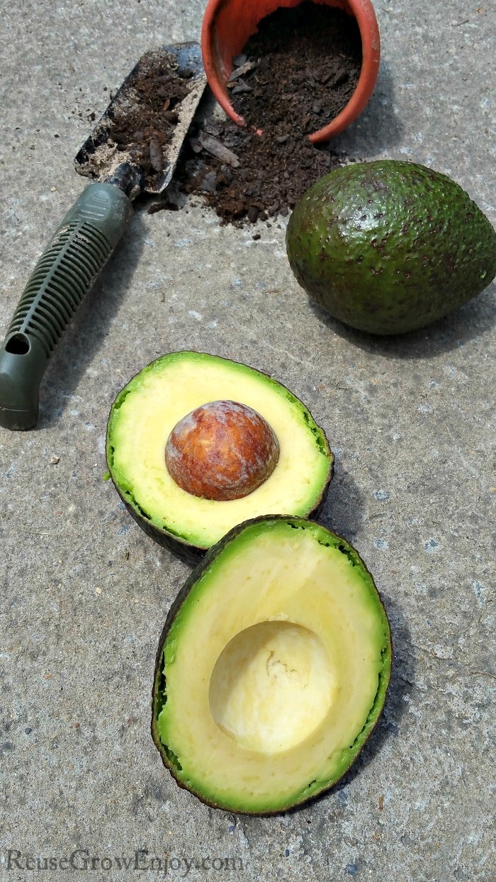 Are you someone that loves avocados? Have you ever wondered if you could grow avocados? You can! I am going to share some tips on how to grow your own!