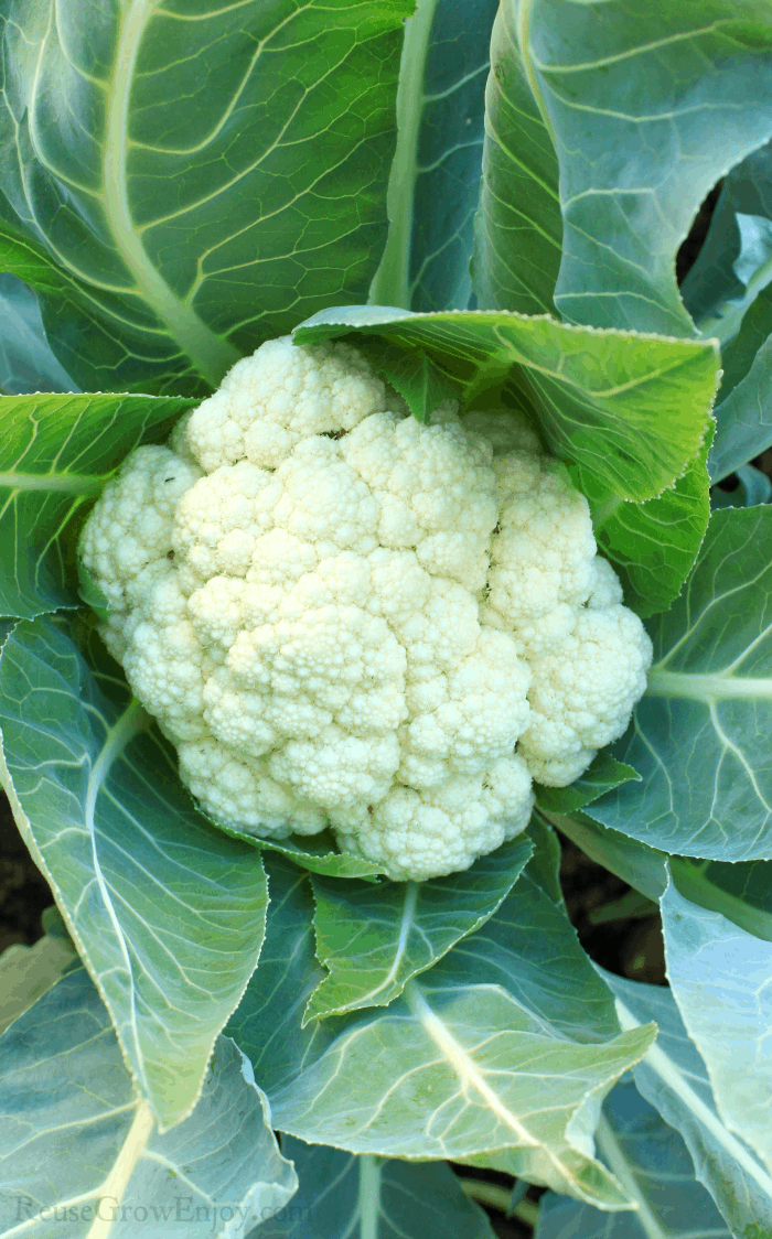 Cauliflower growing in the garden