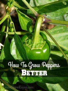 Green bell pepper growing on plant. Text overlay in the middle that says How To Grow Peppers Better