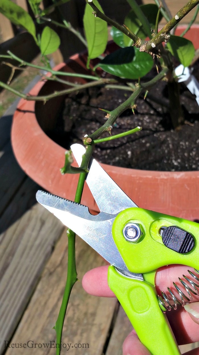 Green handle pruning shears cutting a twig off of a plant.