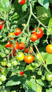 Whether you like small cherry tomatoes or big steak tomatoes, you'll find that you can grow tomatoes in your own garden, to be a very rewarding experience. I am going to show you how to Grow Tomatoes Better With These 6 Tips!