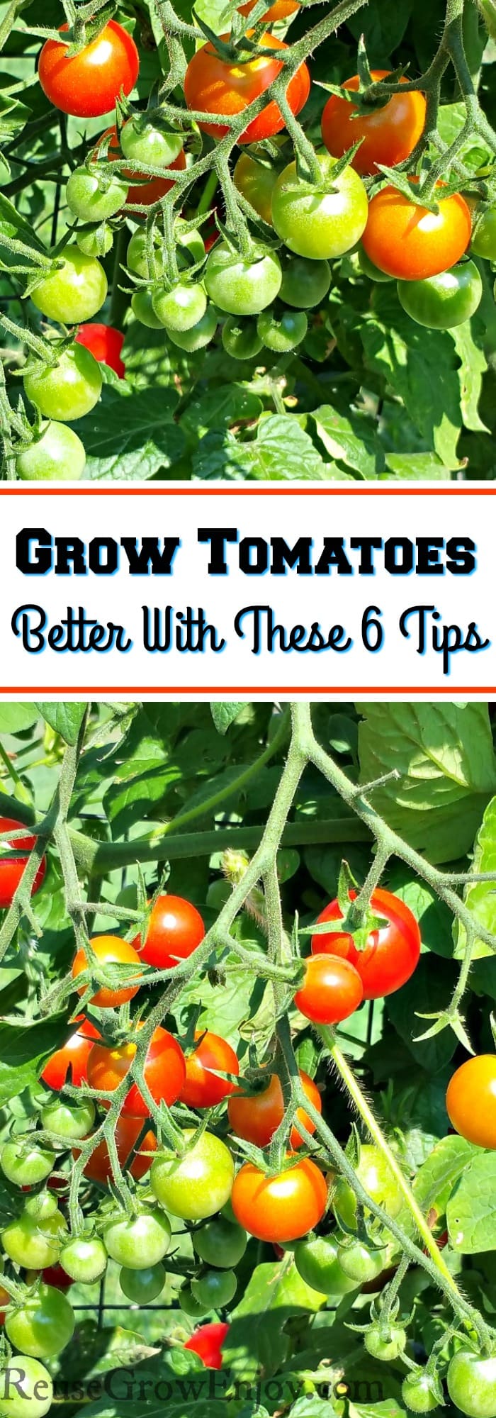 6 Secrets for Growing the Tastiest Tomatoes