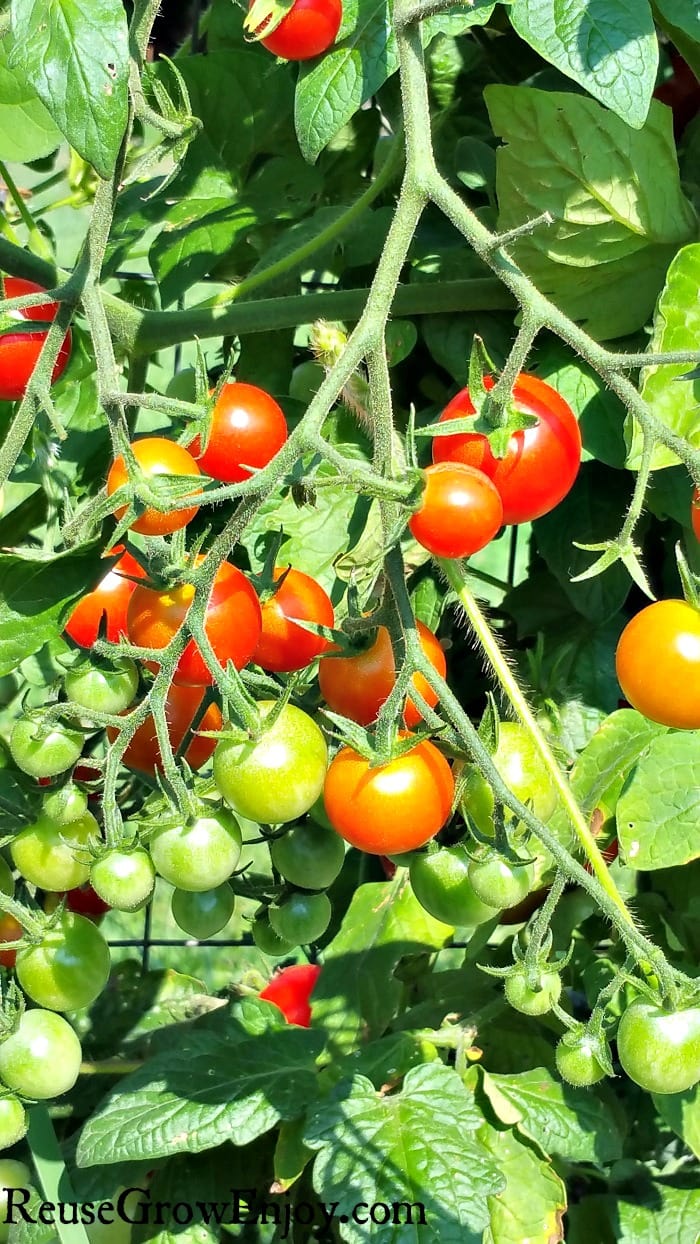 Whether you like small cherry tomatoes or big steak tomatoes, you'll find that you can grow tomatoes in your own garden, to be a very rewarding experience. I am going to show you how to Grow Tomatoes Better With These 6 Tips!
