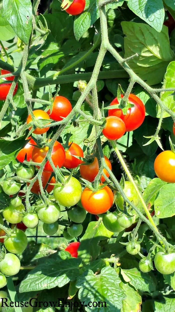 When to plant tomatoes: including tips on how and where to plant them