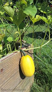 Growing Spaghetti Squash hanging over side of wood raised bed.