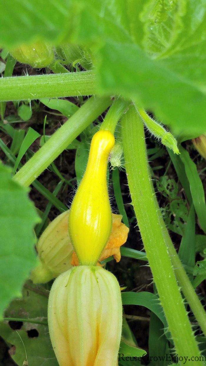 Summer Squash Plant