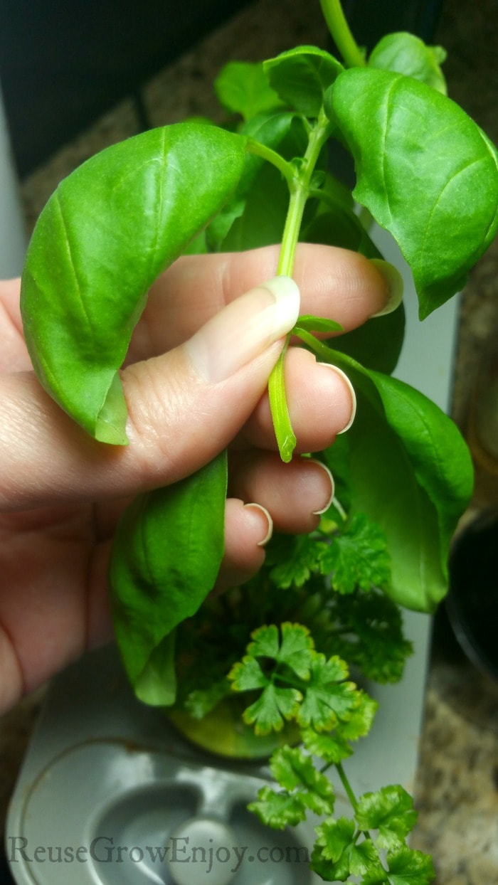 Hand holding basil cutting with angel on stem cut