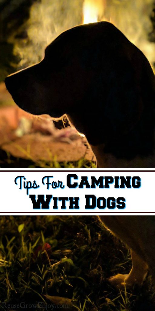 Tips For Camping With Dogs - Reuse Grow Enjoy