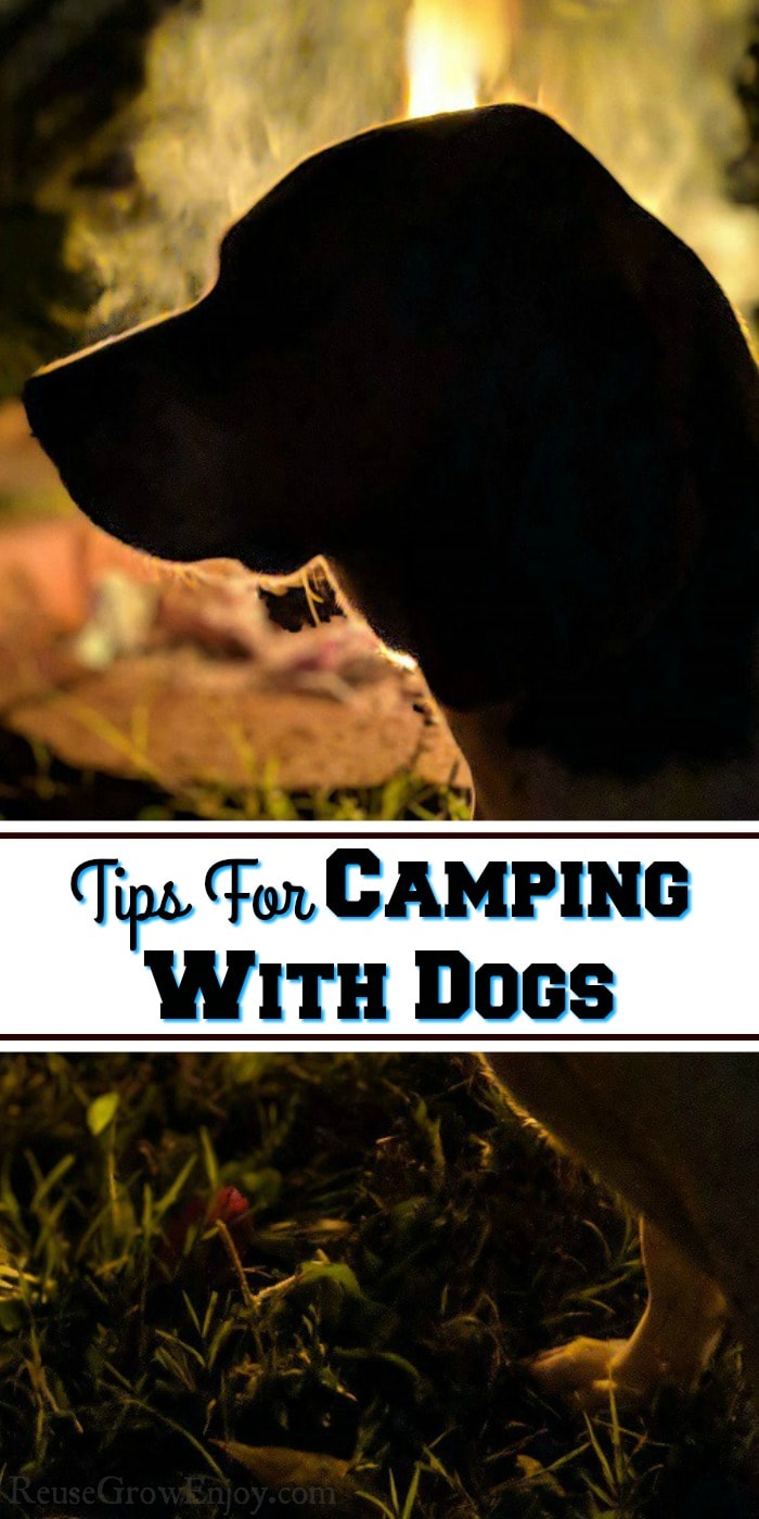 short leg beagle sitting in the dark in front of a campfire. Text overlay that says "Tips For Camping With Dogs".