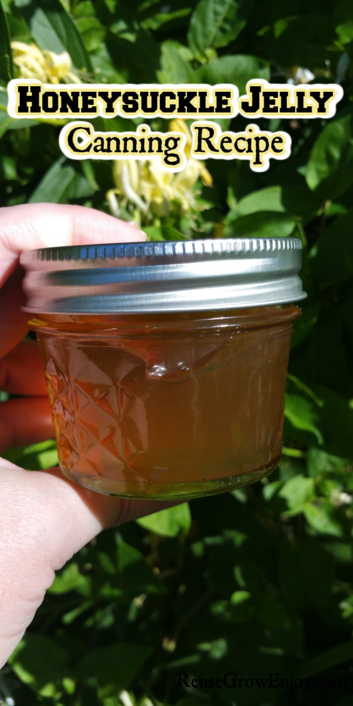 Hand holding jar of honeysuckle jelly in front of honeysuckle plant. Text overlay at top that says Honeysuckle Jelly Canning Recipe