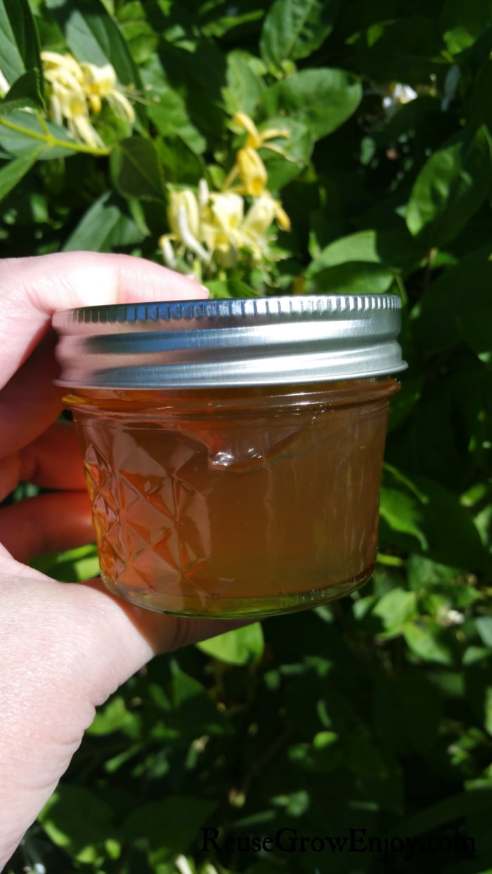 Hand holding jar of honeysuckle jelly in front of honeysuckle plant