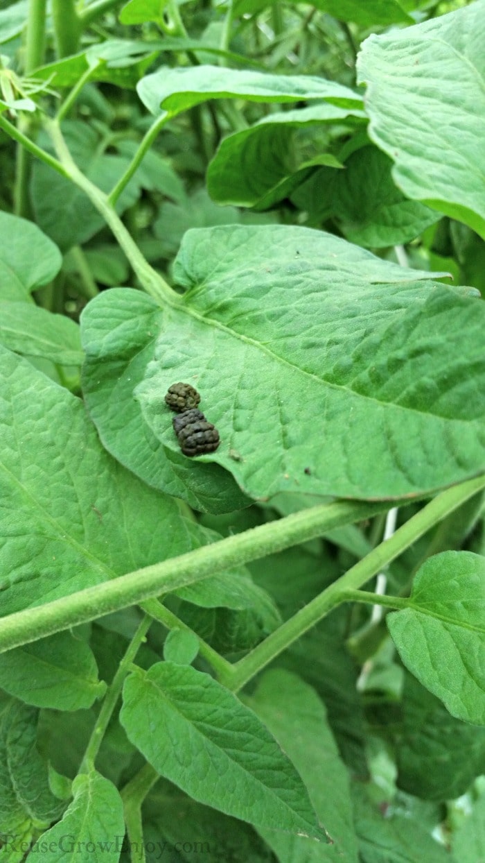 hornworms on tomato leaves